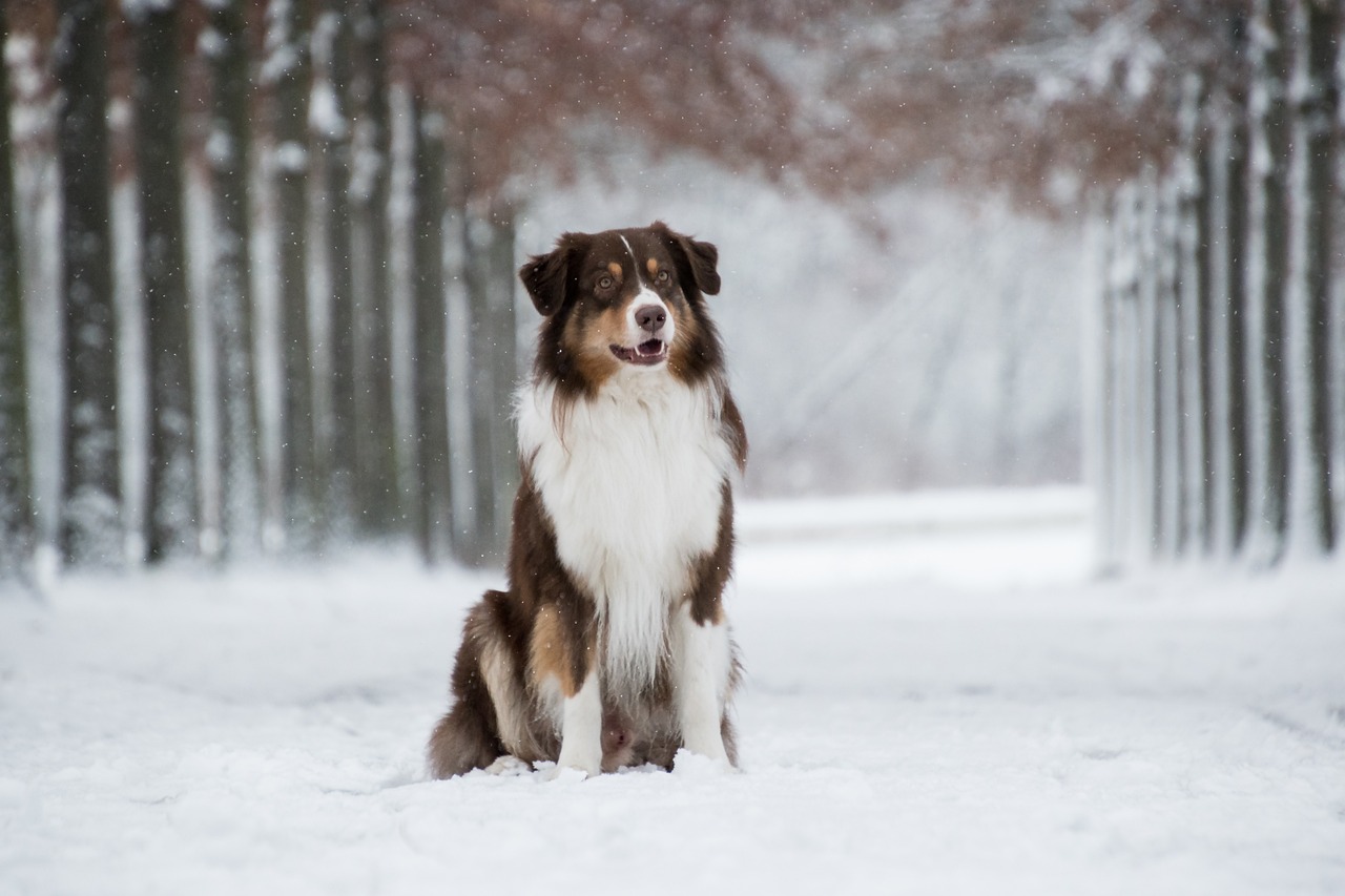 The Intelligence of Australian Shepherds